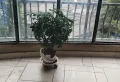 碧桂园一期精装两室两厅一5