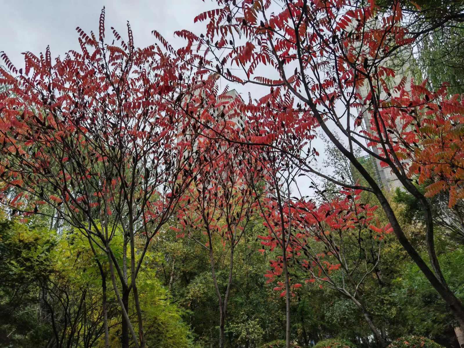 西城名邸,西城名邸 3室2厅2卫1阳台毛坯 使用面积大楼层好10