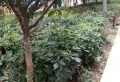 广厦区小区60多3房拎包入住带花园坝坝10