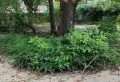 崇福花园，独栋别墅，花园1370方4