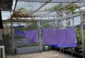 金砂乡新厝大路西1巷5楼     已租5