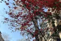 岳麓欧城二期毛坯三房可改四房毛坯出售1