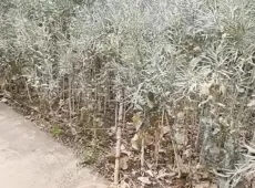 罗平县|土地0室0厅0卫出售|买房租房佣金全返