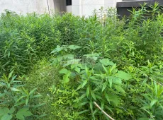 三门县|保集御府5室2厅5卫出售