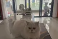 业主急售换豪宅，税费低，装修保养好12